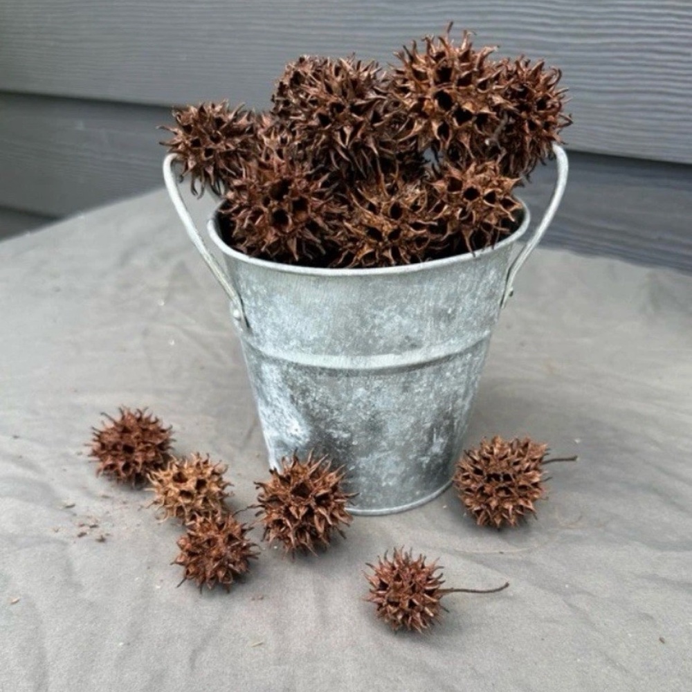 Sweet Gum Tree Balls Witches Burr, Spiked, 50-Pack for Crafting & Rustic Decor